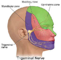 Trigeminal-nerve